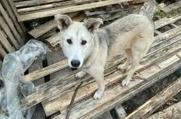 Найдена собака, Нижегородская область, фото: Собака найдена в Прокошево, Нижегородская обл.
