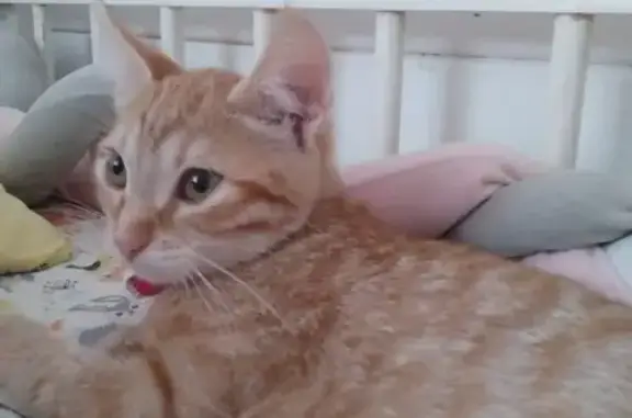 Кошки потеряшки, Калужская область, фото: Потеряшка рыжая кошка, Калуга