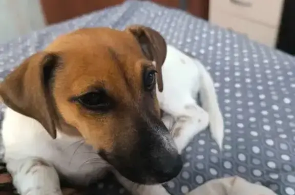 Найдена собака, Ессентуки, фото: Найдена собака в Ессентуках