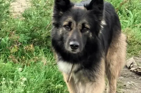 Найдена собака, Иркутск, фото: Собака найдена: Верхняя Набережная 167А