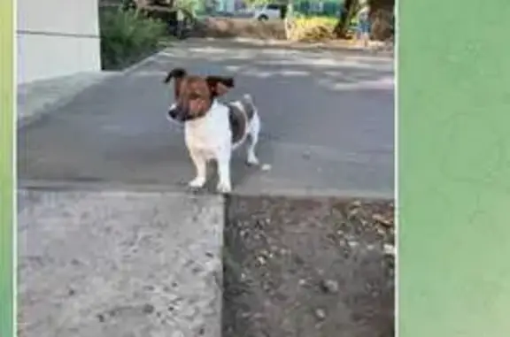 Собаки потеряшки, Приморский край, фото: Потеряшка собака, Владивосток, Приморье