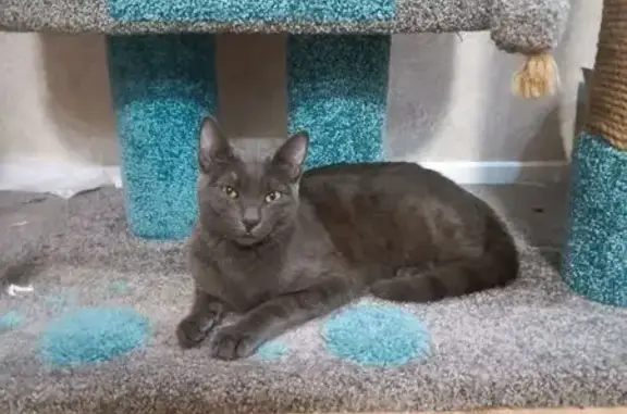 Найдена кошка, Новосибирск, фото: Кошка найдена: ул. Горького, 104, Новосибирск