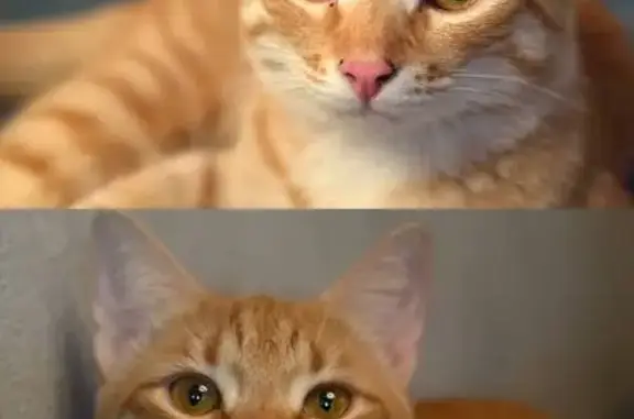 Пропала рыжая кошка, Совхозная 20, Карабаново