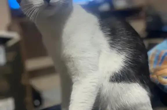 Кошки потеряшки, Нижний Саянтуй, фото: Потеряшка кошка, Космос днт, Саянтуй