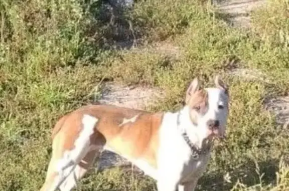 Найдена собака, Калужская область, фото: Стаффочка найдена, Калужская область