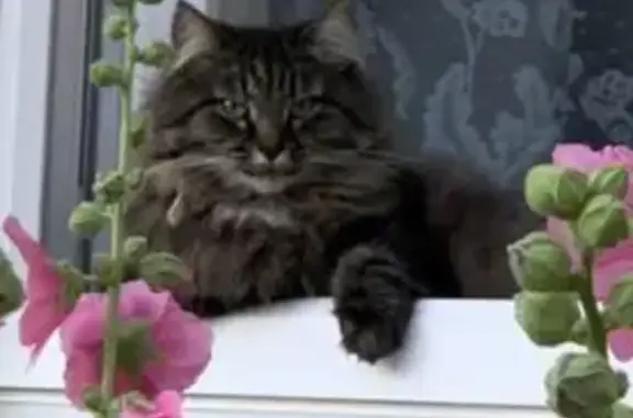 Кошки потеряшки, Ижевск, фото: Потеряшка кошка, Автозаводская 13, Ижевск