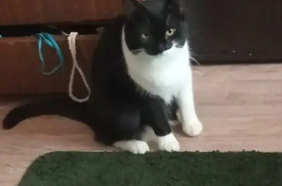 Кошки потеряшки, Саратов, фото: Потеряшка кошка, Тверская 38Б, Саратов