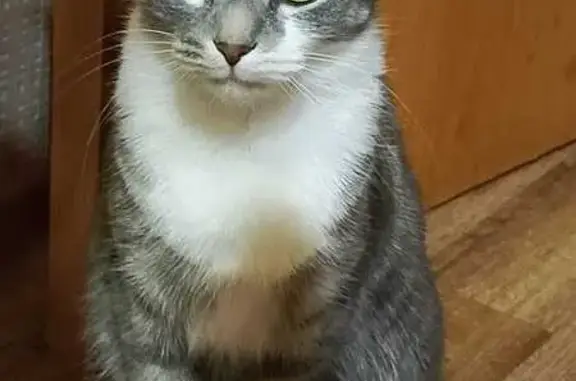 Пропала кошка, ул. 50 лет ВЛКСМ, 57/2