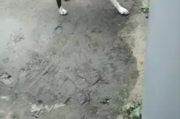 Найдена собака, Республика Хакасия, фото: Собака найдена в Черногорске, Хакасия