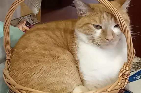 Пропала кошка в Пасеговском, Кировская обл.