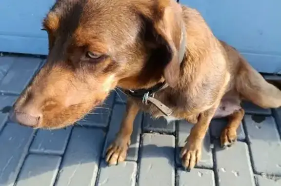 Собака найдена у Ленты, Красноярская 5, Энгельс