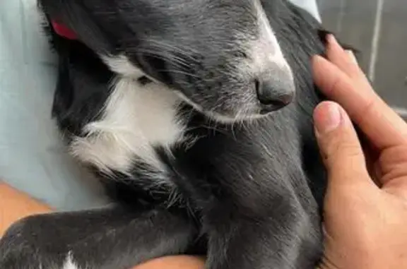 Найдена собака, Иркутск, фото: Щенок найден: Амурский проезд, 16, Иркутск