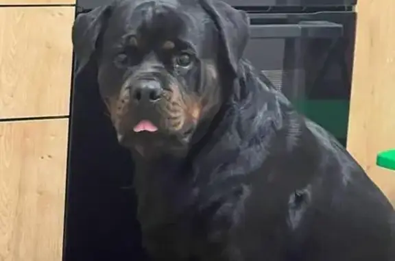 Собаки потеряшки, Сертолово, фото: Потеряшка собака, Сертолово, Деревенская ул.