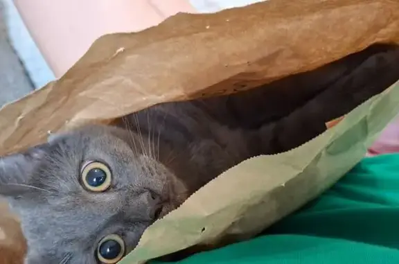 Пропала кошка, ул. Калинина 4, Чебаркуль