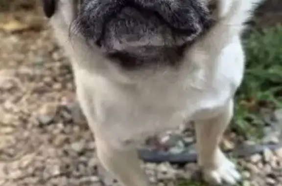 Найдена собака, Симферополь, фото: Найдена собака, пр. Кирова 13, Симферополь