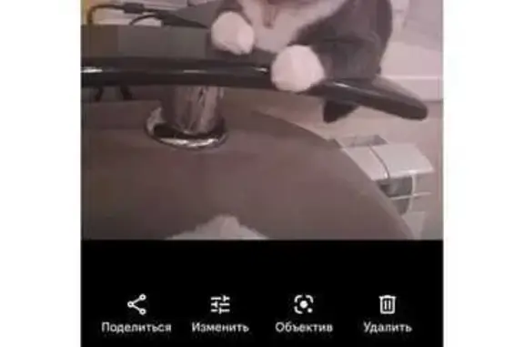 Пропала кошка, ул. 1 Мая, 1, Кострома