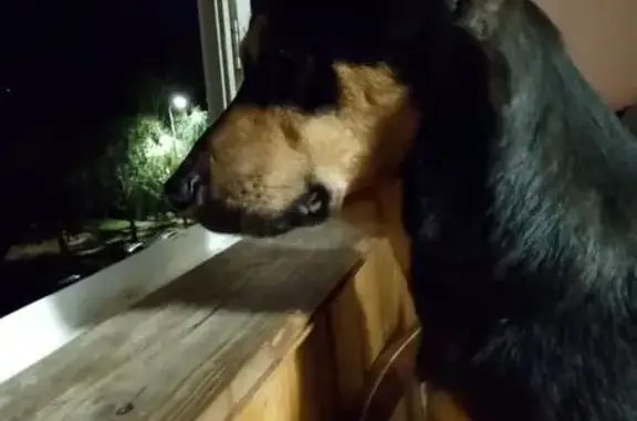 Собаки потеряшки, Нижнекамск, фото: Потеряшка собака, ул. Гагарина, Нижнекамск