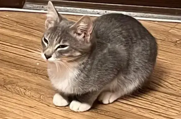 Найдена кошка, Южно-Сахалинск, фото: Котенок найден на ул. Горный воздух, Ю-Сах.