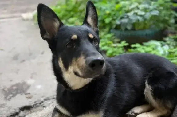 Найдена собака, Екатеринбург, фото: Собака найдена: ул. Новаторов, 17, Екб