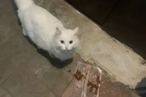 Кошка найдена на Волгоградской, Ярославль