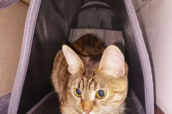 Кошка найдена на Пролетарской, Мытищи