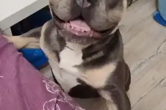 Собаки потеряшки, Москва, фото: Потеряшка собака, Химкинский бульвар, Москва