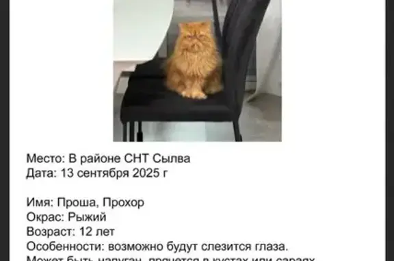 Пропала кошка в Лядах, Пермский край