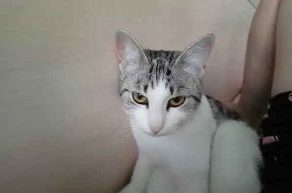 Кошки потеряшки, Нижневартовск, фото: Потеряшка кошка, Интернациональная 10Б