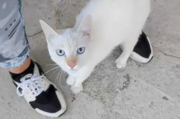 Найдена кошка, Симферополь, фото: Кошка найдена, ул. Лермонтова, Симферополь