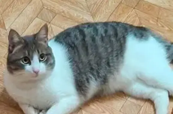 Кошки потеряшки, Раздольненский сельсовет, фото: Потеряшка кошка, Гусинобродское шоссе