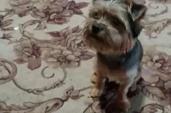 Собаки потеряшки, Тюмень, фото: Потеряшка собака, Холодильная 81, Тюмень