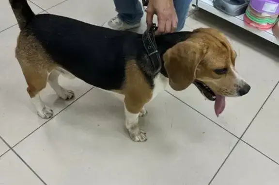 Собака найдена: ул. Ленина, 129, Бор