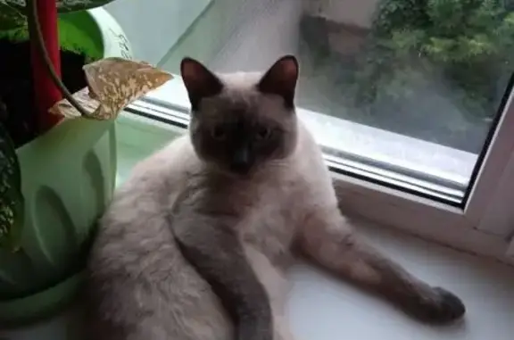 Пропала кошка, Советская 39, Минусинск