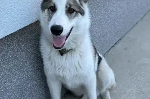 Пропала собака, Лесная ул. 19, Малиновка