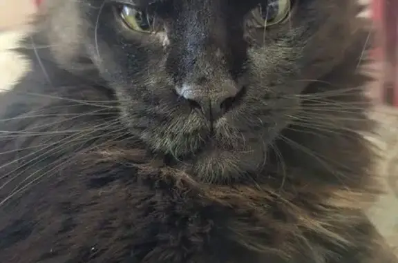 Кошки потеряшки, Санкт-Петербург, фото: Потеряшка черная кошка, Выборгское ш. 25