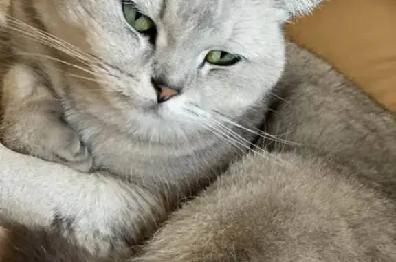 Пропала кошка, ул. Евгения Адамова