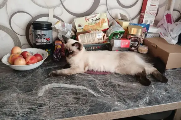 Пропала кошка, Новосибирская 23/1, Воронеж