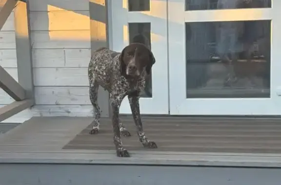 Объявления о пропавших и найденных животных, Воронежская область, фото: Собака у базы «Белая Ворона», Борисоглебск