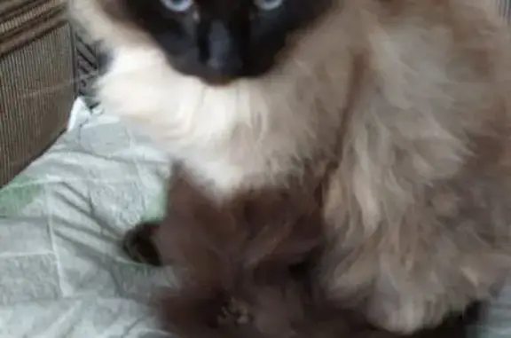 Пропала кошка в Емельяново, Красноярск