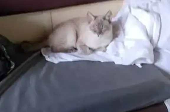 Кошки потеряшки, Хадыженск, фото: Потеряшка сиамская кошка, Маяковского 6