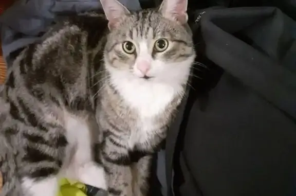 Пропала кошка, Строителей 10, Краснозаводск