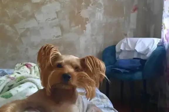 Пропала собака, ул. Матросова 36, Соликамск