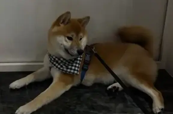 Собаки потеряшки, Зеленогорск, фото: Потеряшка собака: Зеленогорск, ул. 55