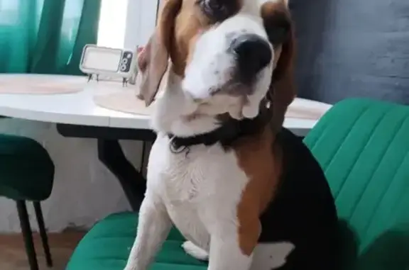 Найдена собака, Ликино-Дулёво, фото: Бигль найден: ул. Калинина, Ликино-Дулёво