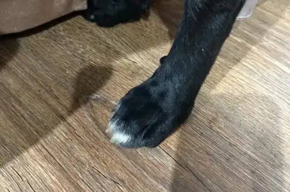 Найдена собака, Видное, МО