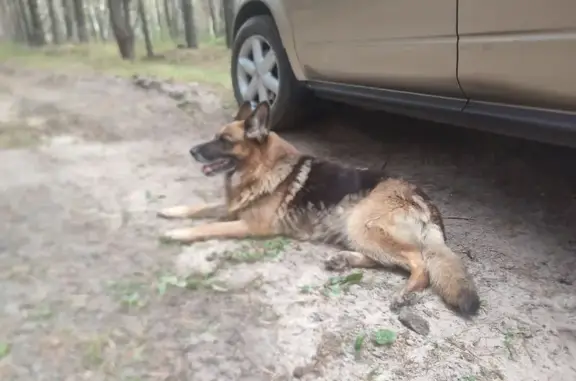 Найдена немецкая овчарка, Курганская обл. - photo