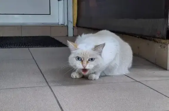 Найдена кошка, Тюмень, фото: Кошка найдена на ул. 50 лет Октября, 54