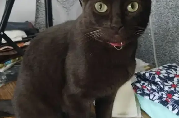 Кошки потеряшки, Николо-Павловское, фото: Потеряшка кошка Ася, ул. Карла Маркса