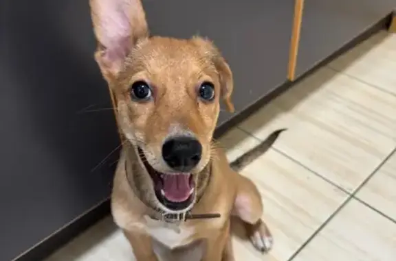 Собака найдена: ул. Медиков 8, Москва