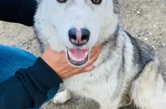 Собака найдена: ул. Барышиха, Рождествено